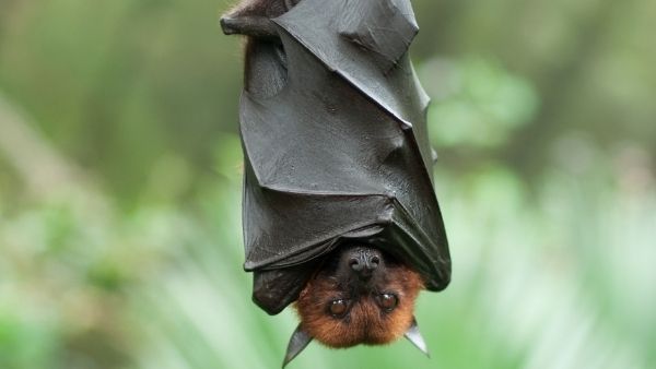 bat hanging upside down