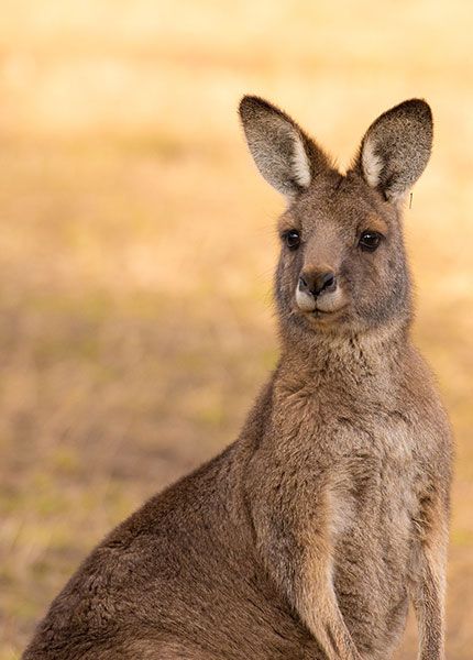 Kangaroo