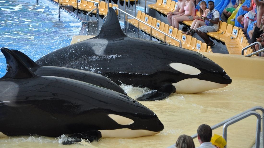 Captive orcas