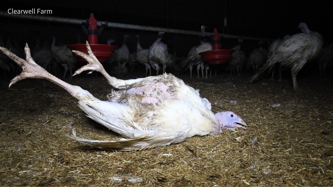 Overweight turkey at Clearwell Farm