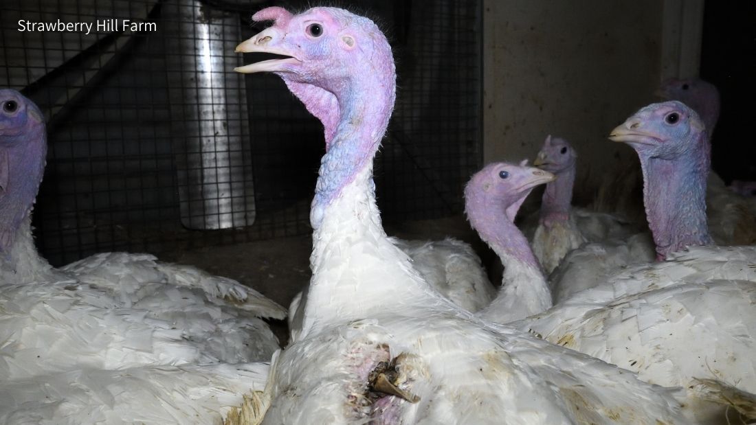 Turkey with broken wing at Strawberry Hill Farm