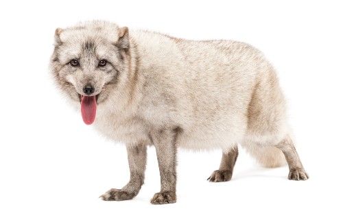 arctic fox