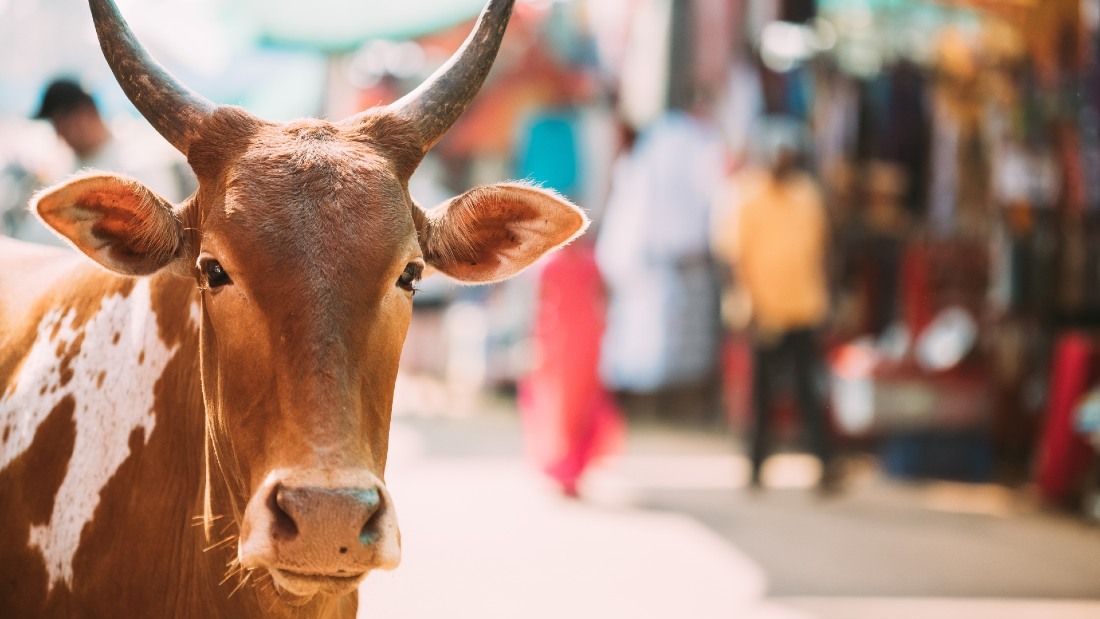 cow in indian market