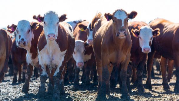 herd of cows