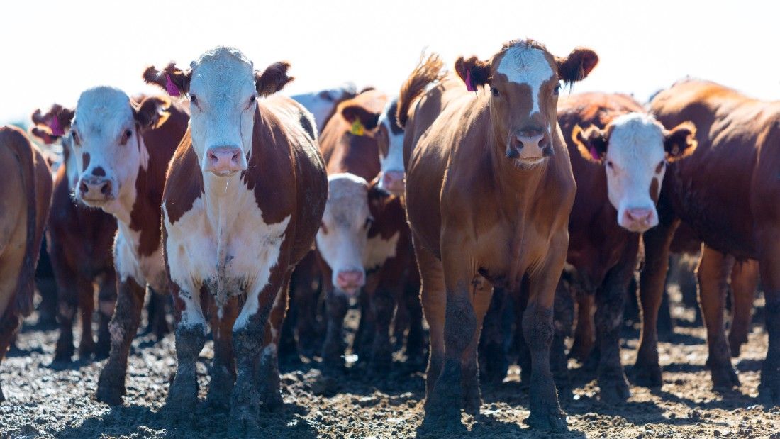 herd of cows