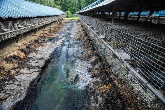 mink farm in sweden