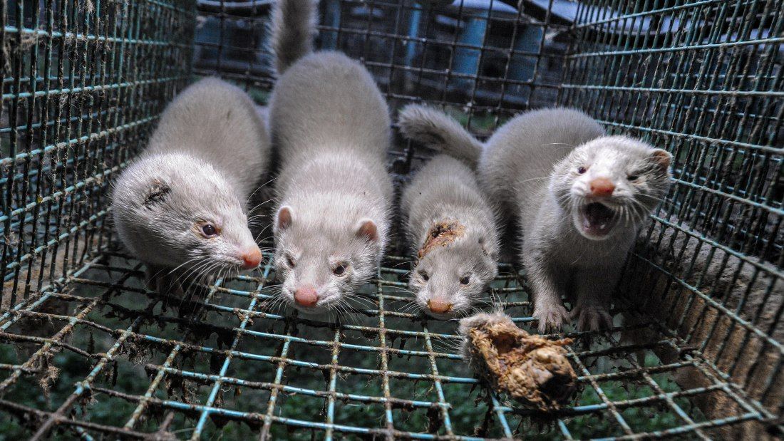 minks in crowded cage