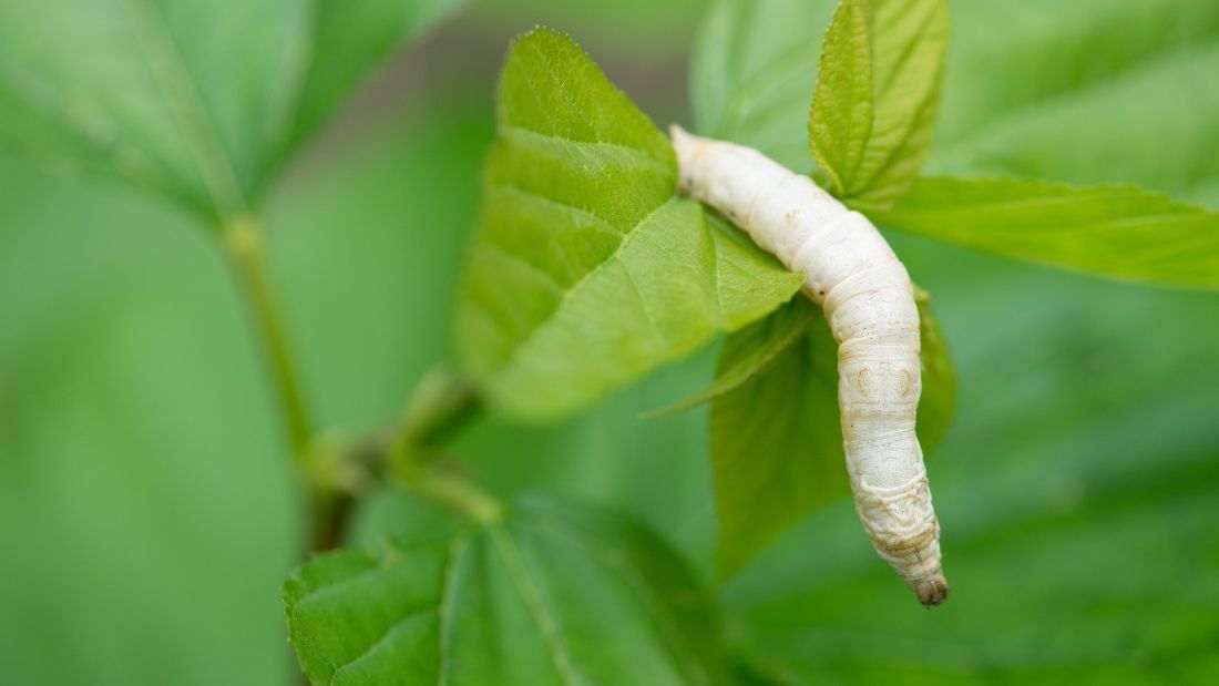 silkworm on mulberry leaf