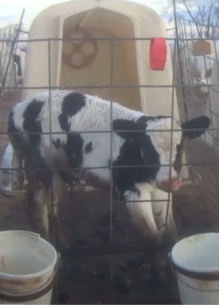 Calf behind bars