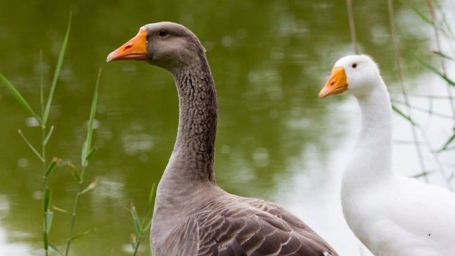 ducks and geese