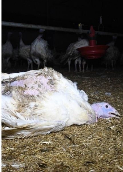 injured turkey laying on the floor