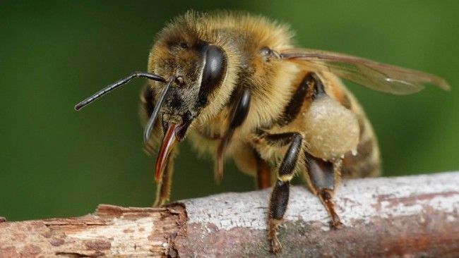 european honey bee