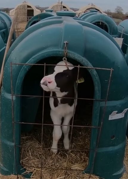 calf in a hutch