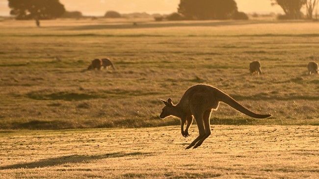 forester kangaroo