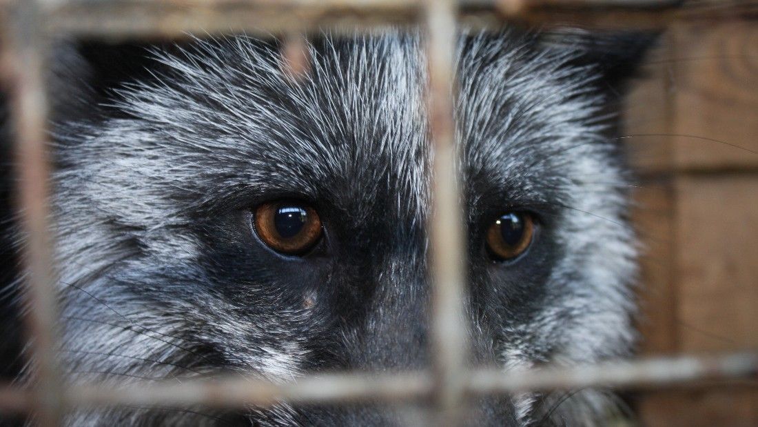 fox in cage