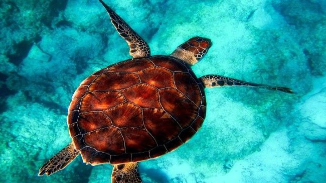 turtle in sea