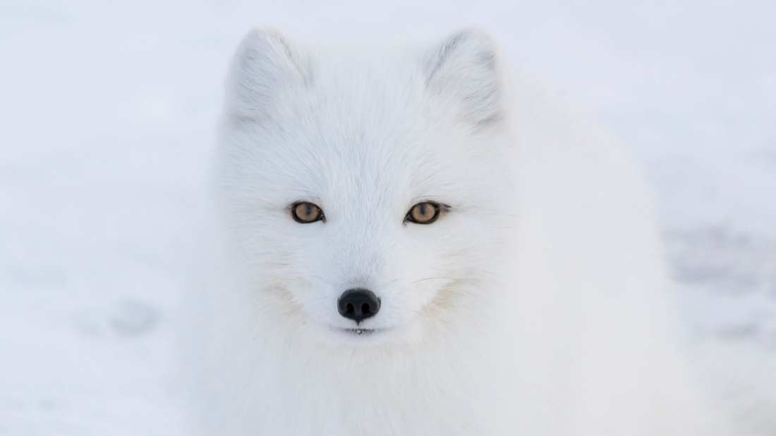 arctic fox