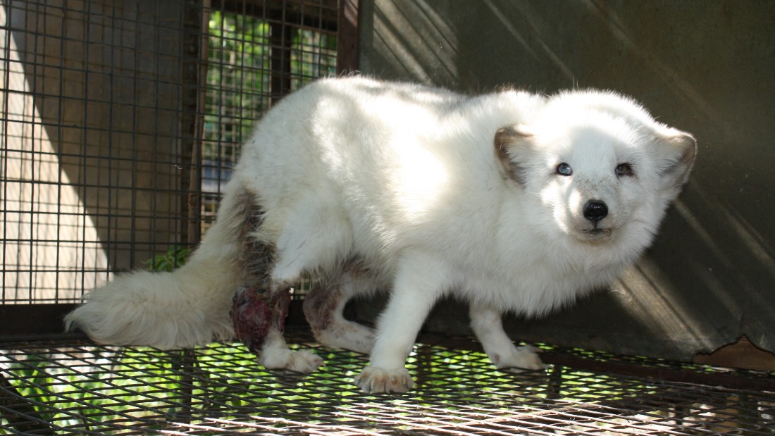 arctic fox with injured leg