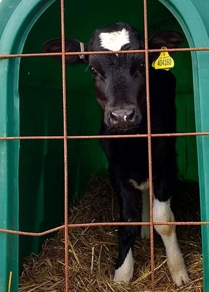 calf in a hutch