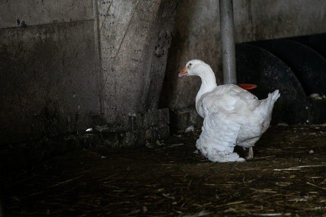 goose with hanging wing