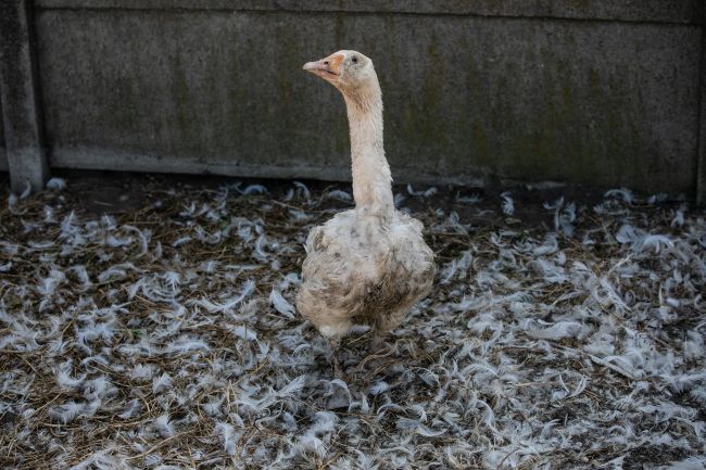 goose with raw breast