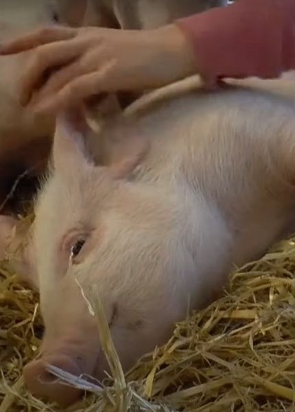 piglet on grass