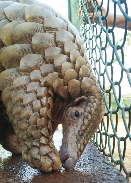 pangolin