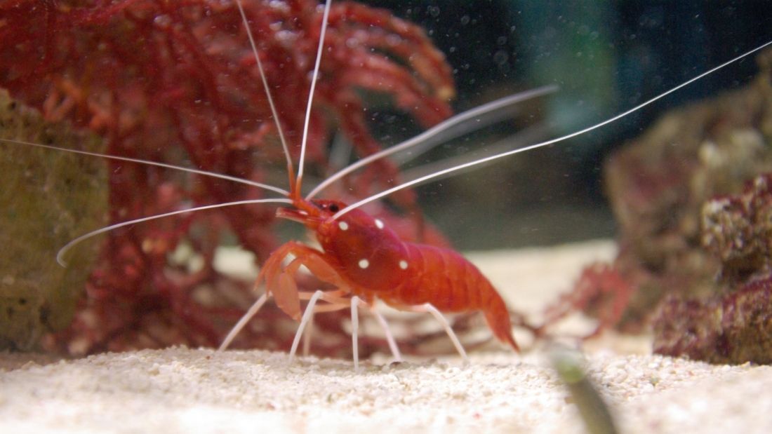 red shrimp