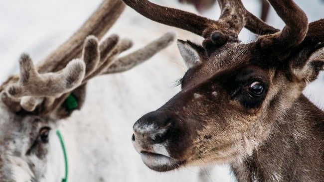 reindeer in snow