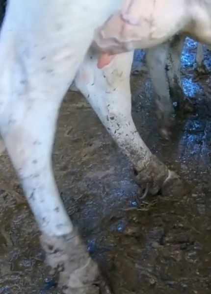 a cow's legs in shackles