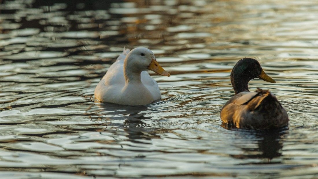 two ducks