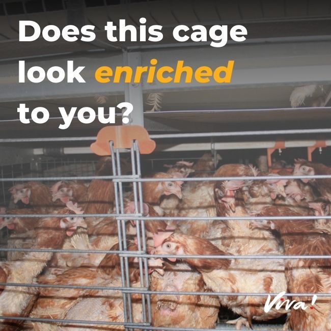 lots of hens crammed in a crowded cage