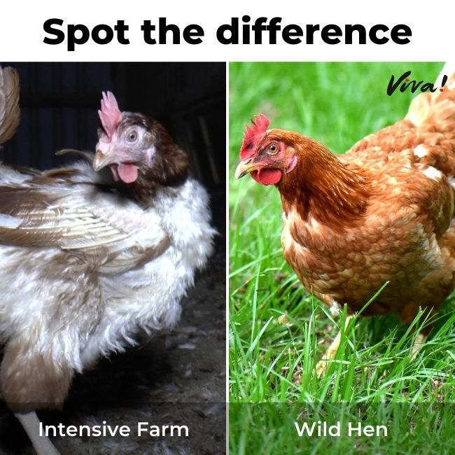 a farmed hen in poor condition compared to a healthy hen on grass