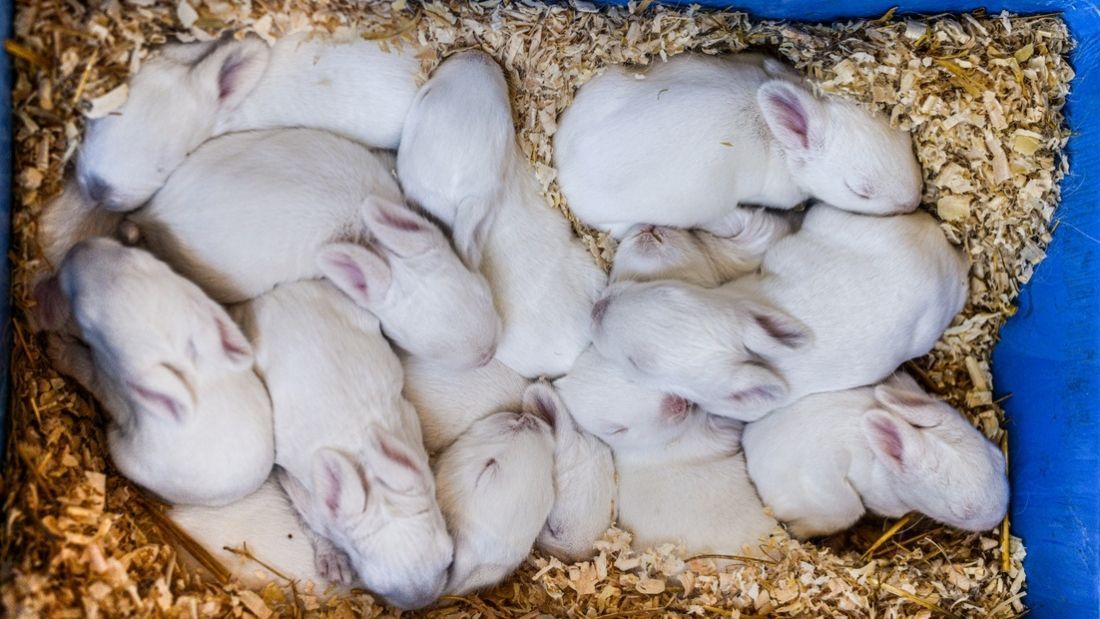 Baby rabbits