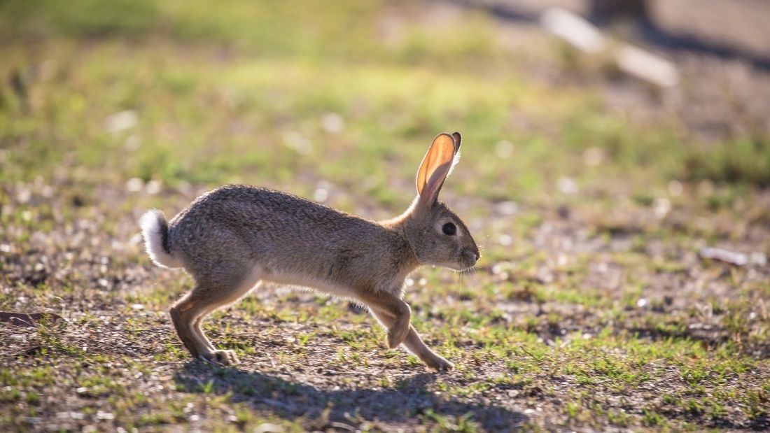 European rabbit