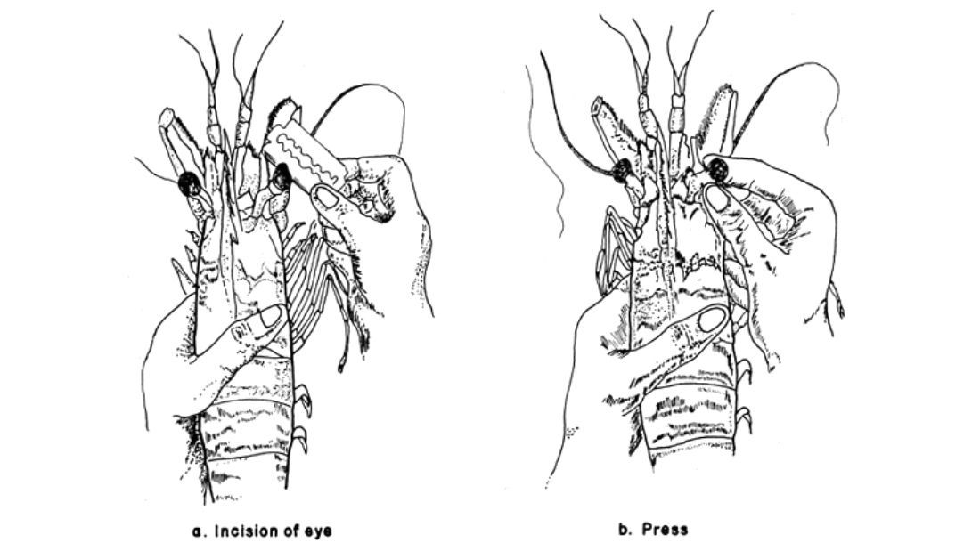 Eyestalk ablation