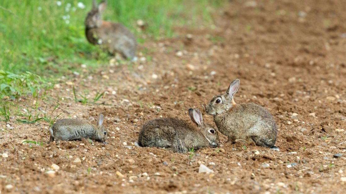 Rabbit colony