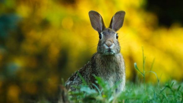 cute rabbit standing on the grass