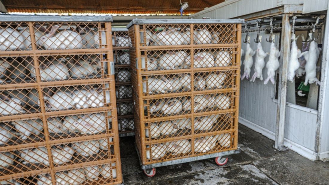 Rabbit transport crates