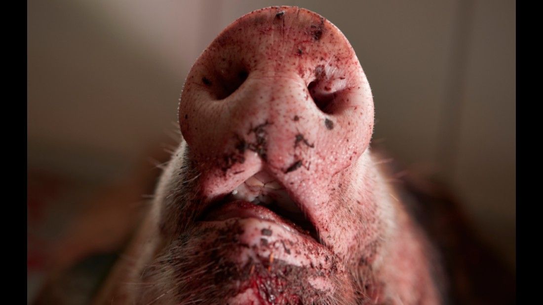 close of of slaughtered pig's bloody face