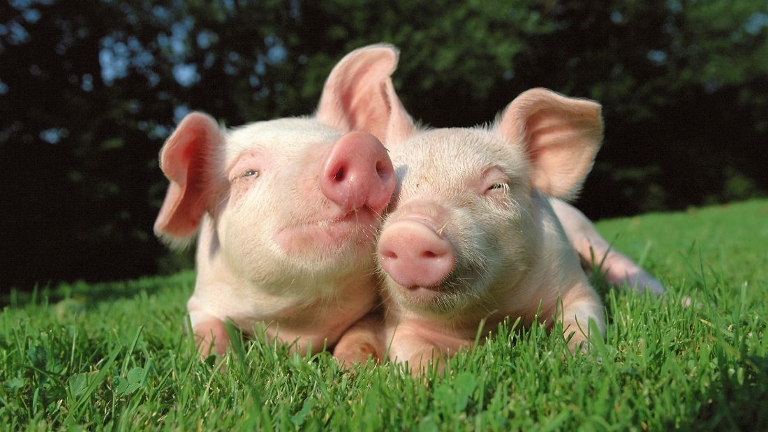 piglets