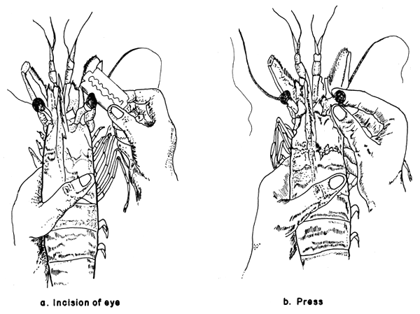 diagram of eyestalk ablation