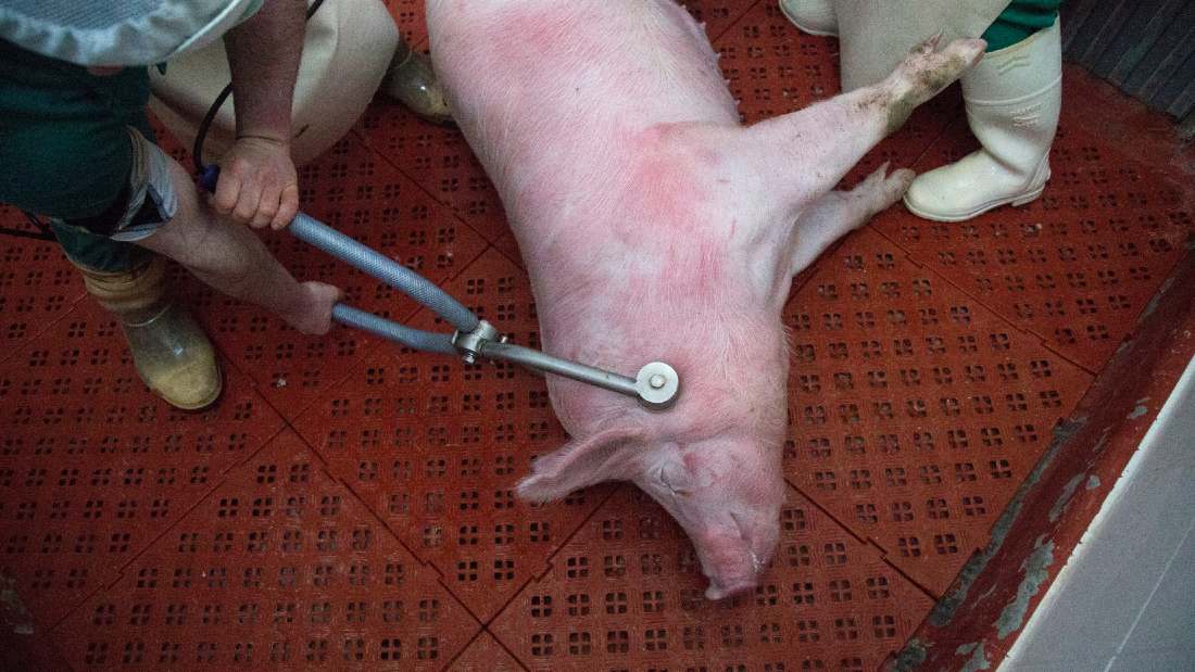 pig being stunned with electric tongs