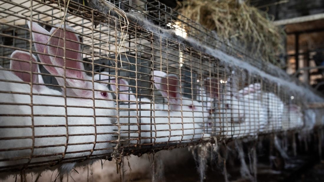 rabbit farming Credit Andrew Skowron