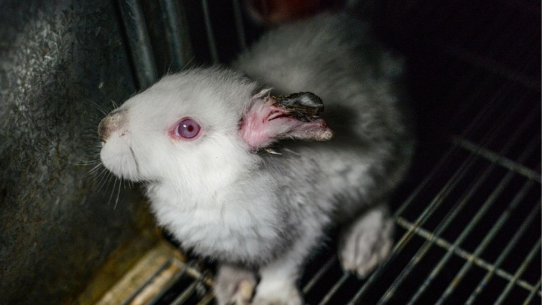 Ill and wounded rabbit Jo-Anne McArthur - Animal Equality