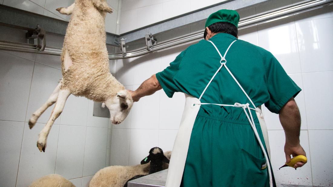 slaughterhouse worker slaughtering a lamb