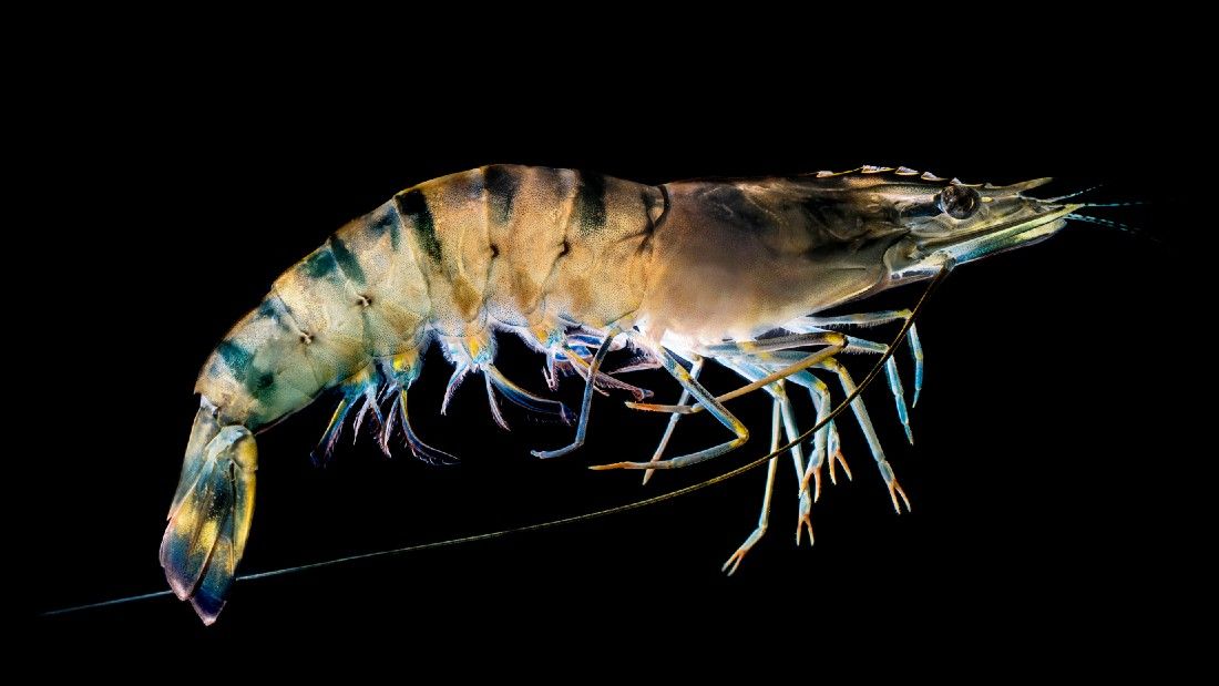 tiger prawn