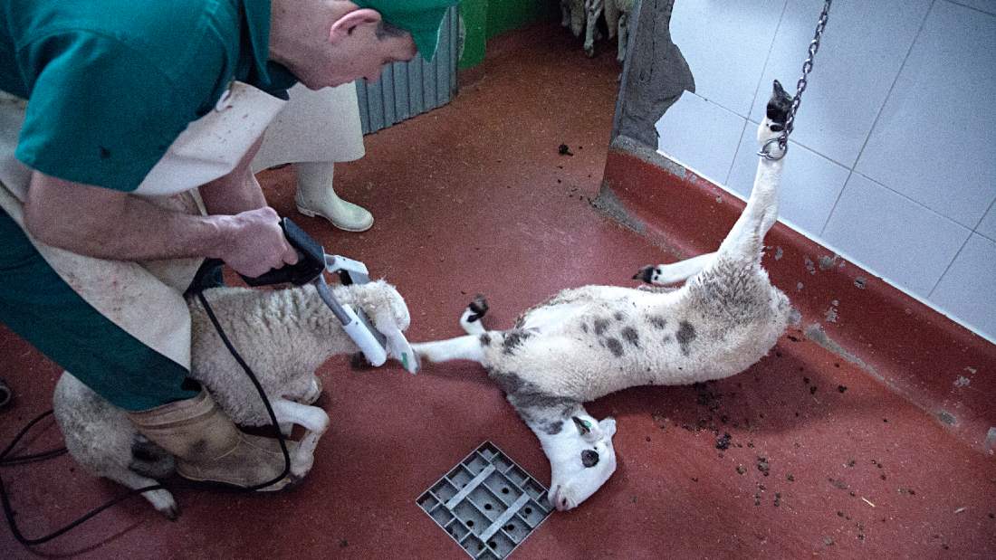 slaughterhouse worker stunning a lamb with electric tongs