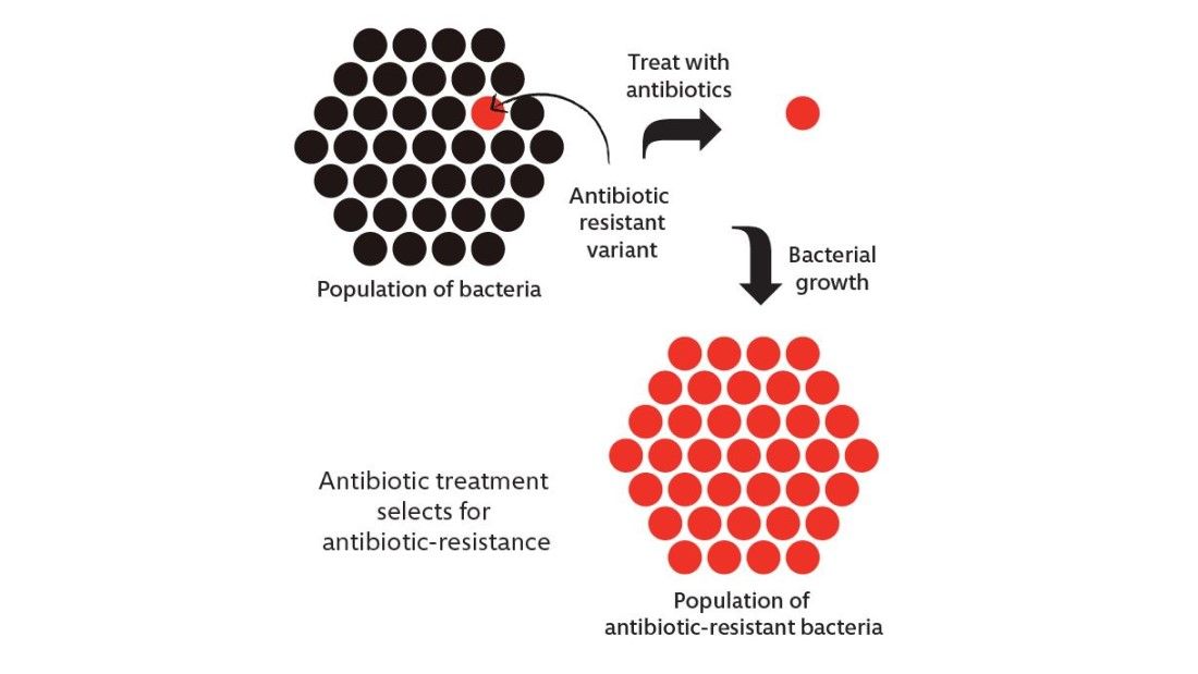 antibiotic resistance