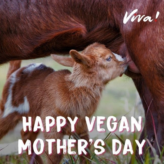 calf happy vegan mothers day